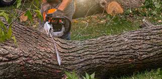 Best Fruit Tree Pruning  in Chase, PA