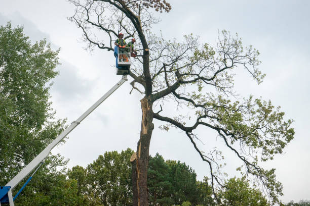 Best Emergency Tree Removal  in Chase, PA