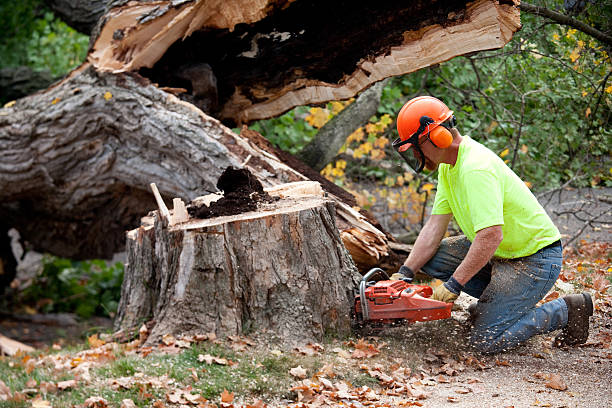 Best Storm Damage Tree Cleanup  in Chase, PA