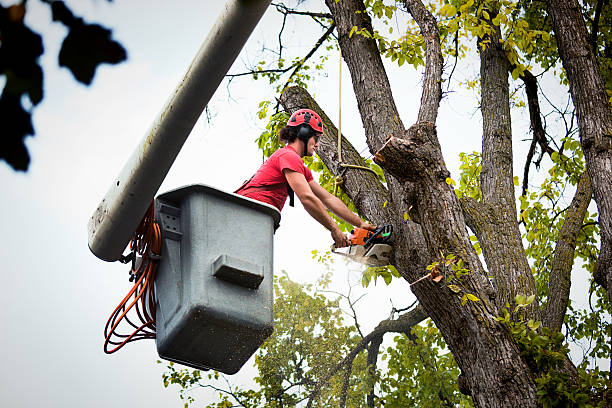 Best Root Management and Removal  in Chase, PA