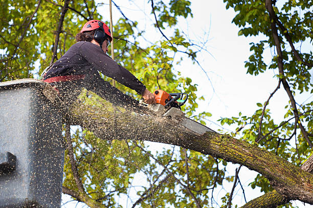 Best Tree Trimming and Pruning  in Chase, PA